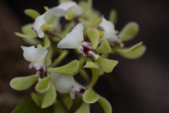 Smithsonia viridiflora